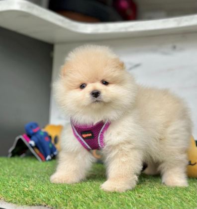 SAFKAN POMERANİAN BOO BEBEKLER