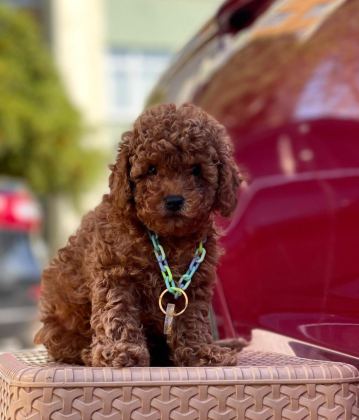 SAFKAN TOY POODLE BEBEKLER
