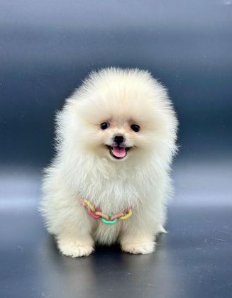 SAFKAN POMERANİAN BOO BEBEKLER
