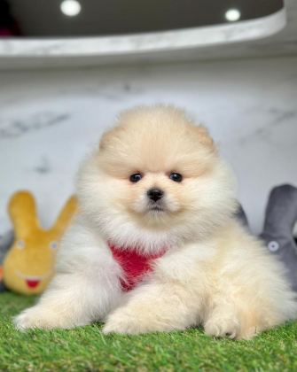 SAFKAN POMERANİAN BOO BEBEKLER