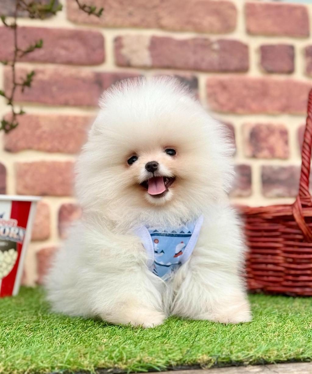 SAFKAN POMERANİAN BOO BEBEKLER