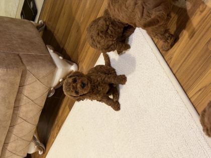 AYNI ANNEDEN 3 ERKEK YAVRU TOY POODLE