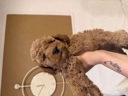 AYNI ANNEDEN 3 ERKEK YAVRU TOY POODLE