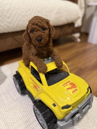 AYNI ANNEDEN 3 ERKEK YAVRU TOY POODLE