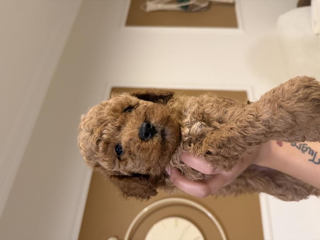 AYNI ANNEDEN 3 ERKEK YAVRU TOY POODLE