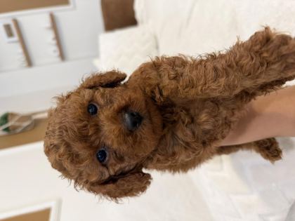 AYNI ANNEDEN 3 ERKEK YAVRU TOY POODLE