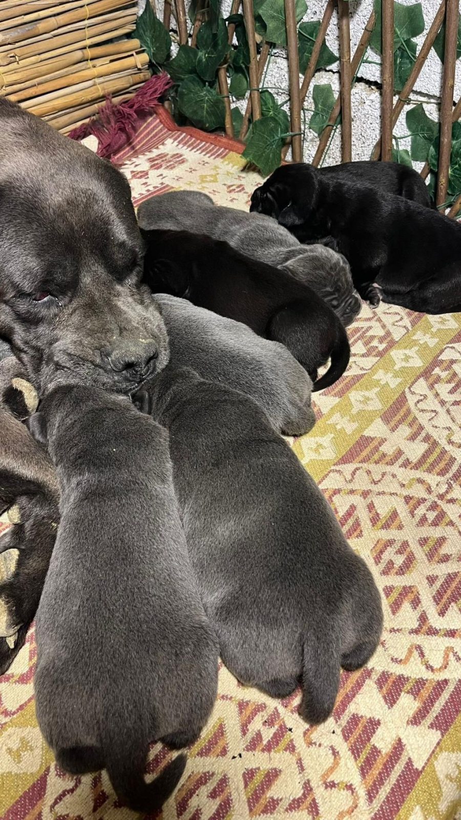KOCA KAFA CANE CORSO YAVRULARI