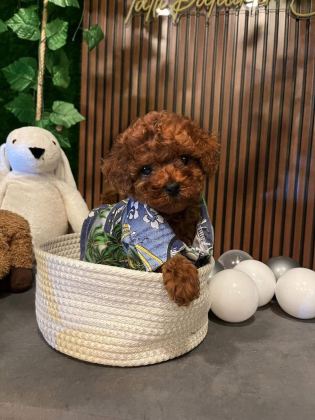 ANKARA NIN EN GÜZEL TOY POODLE YAVRULARI