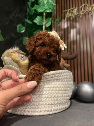 ANKARA NIN EN GÜZEL TOY POODLE YAVRULARI
