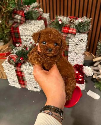 ANKARA NIN EN GÜZEL TOY POODLE YAVRULARI