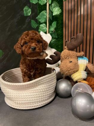 ANKARA NIN EN KÜÇÜK VE EN GÜZEL TOY POODLE YAVRULARI