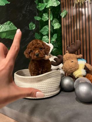 ANKARA NIN EN KÜÇÜK VE EN GÜZEL TOY POODLE YAVRULARI