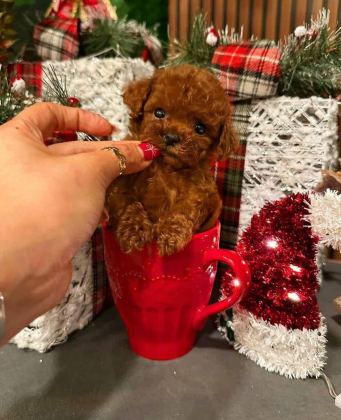 ANKARA NIN EN KÜÇÜK VE EN GÜZEL TOY POODLE YAVRULARI