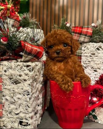 ANKARA NIN EN KÜÇÜK VE EN GÜZEL TOY POODLE YAVRULARI