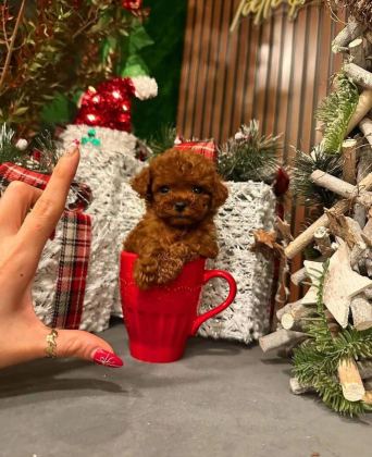 ANKARA NIN EN KÜÇÜK VE EN GÜZEL TOY POODLE YAVRULARI