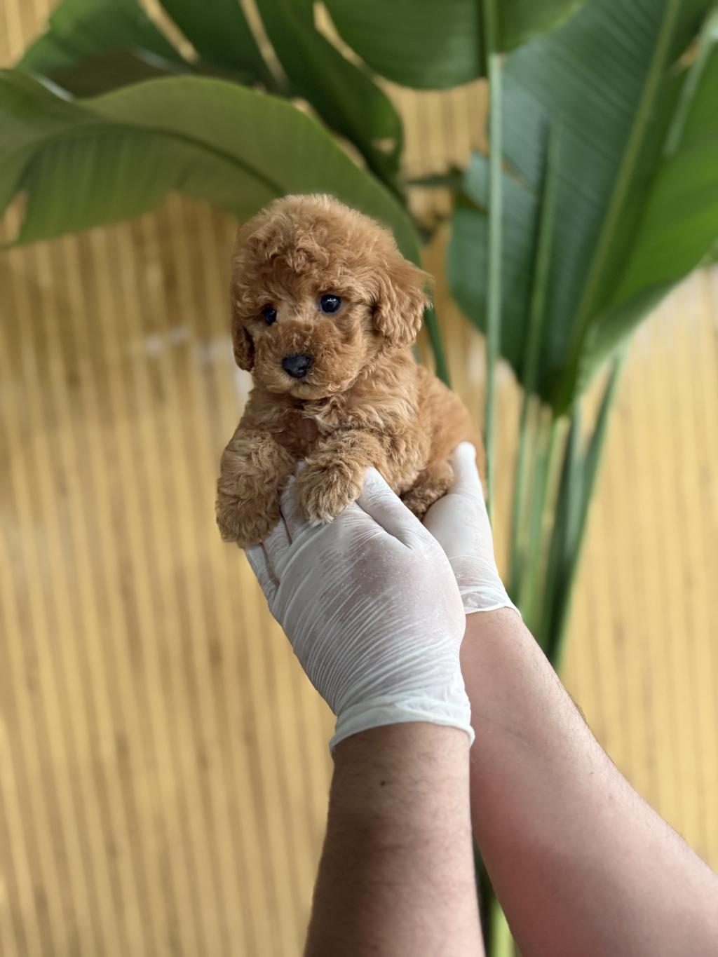 POODLE CİNSİ REFERANS YAVRUMUZ