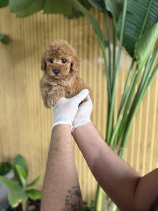 POODLE CİNSİ REFERANS YAVRUMUZ