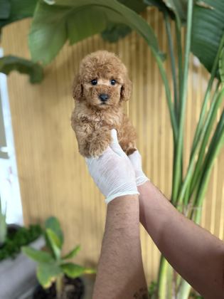 POODLE CİNSİ REFERANS YAVRUMUZ