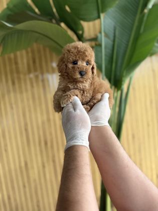 POODLE CİNSİ REFERANS YAVRUMUZ
