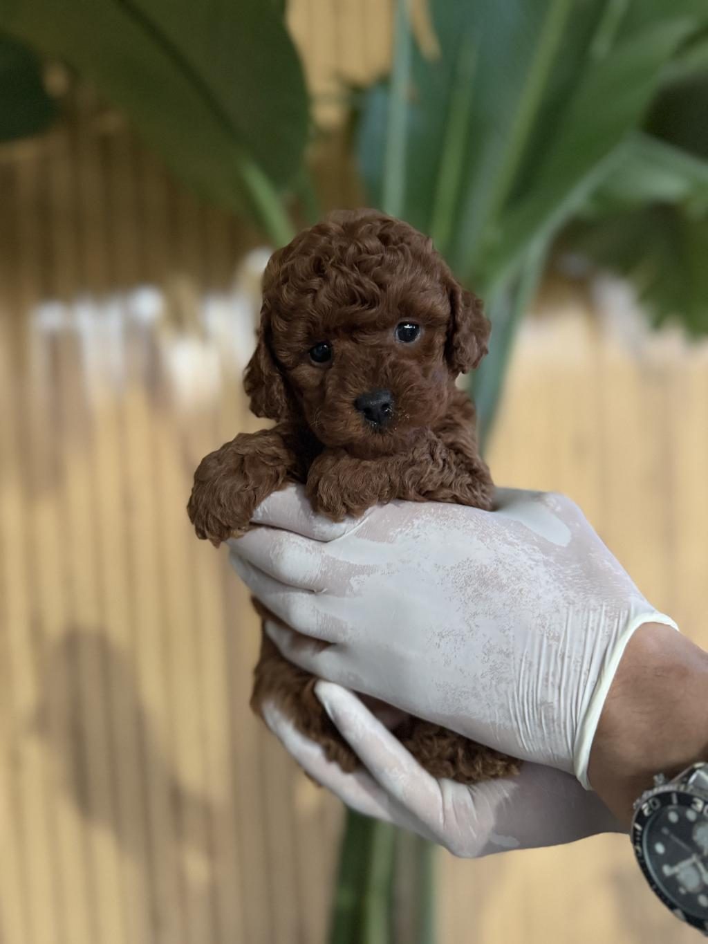 REFERANS YAVRU POODLE KÖPEKLER