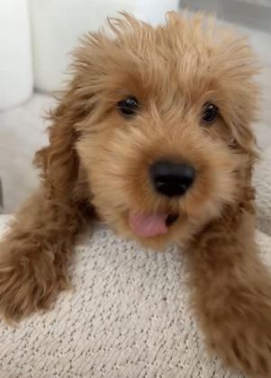 MALTİPOO CİNSİ ERKEK