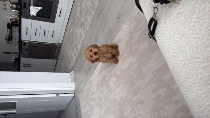MALTİPOO CİNSİ ERKEK