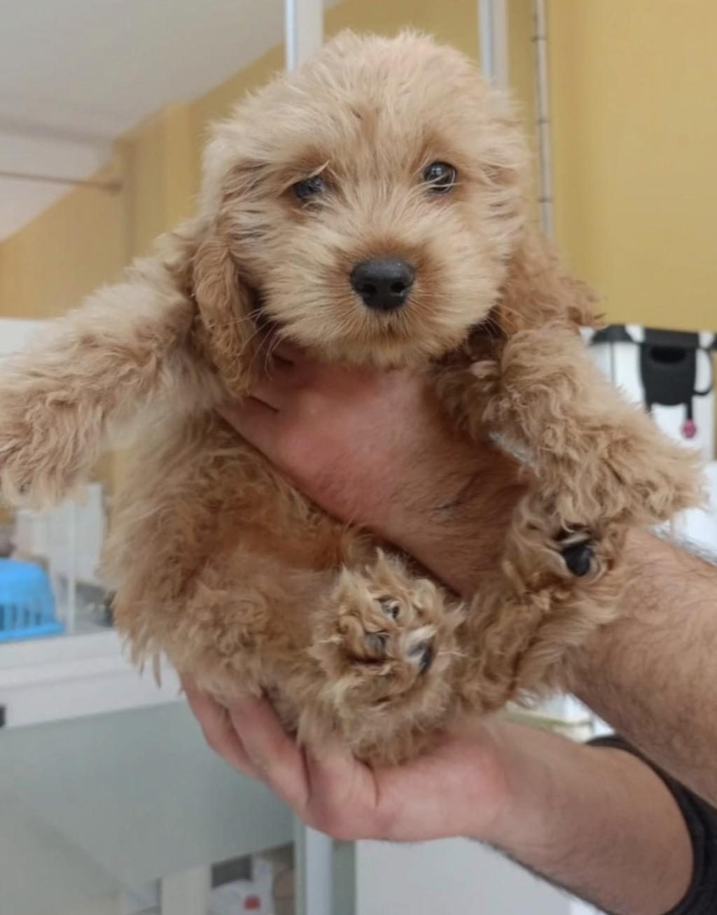 MALTİPOO CİNSİ ERKEK