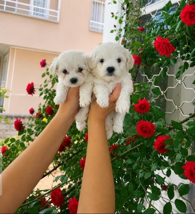 O NUMARA MALTESE TERRİER BEBEKLER