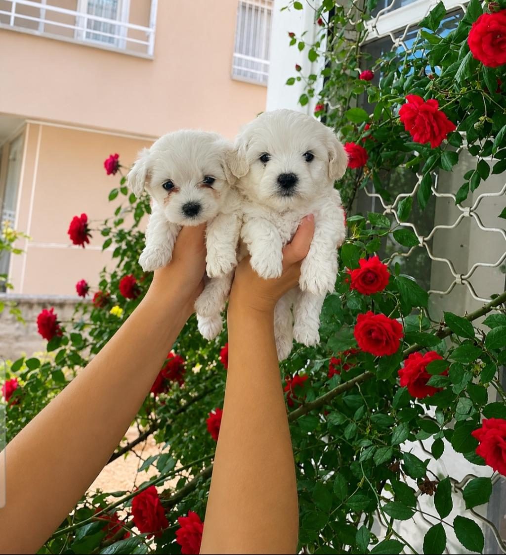 O NUMARA MALTESE TERRİER BEBEKLER