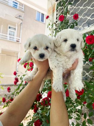 O NUMARA MALTESE TERRİER BEBEKLER