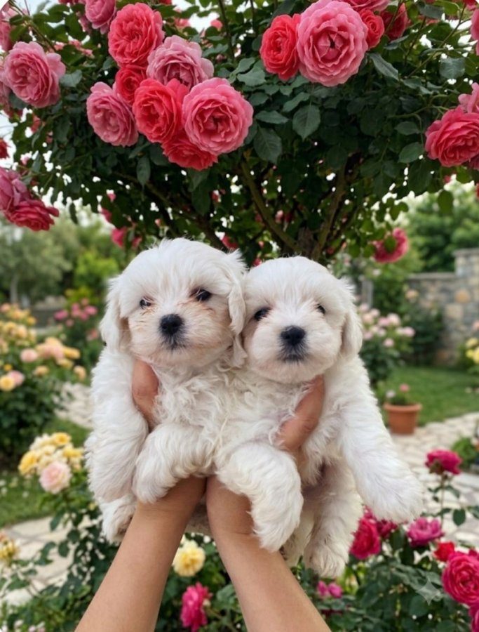 Maltese minik bebekler