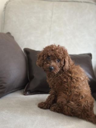 YÜZ YAPISI MUHTEŞEM RED TOY POODLE YAVRULAR