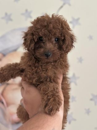 YÜZ YAPISI MUHTEŞEM RED TOY POODLE YAVRULAR
