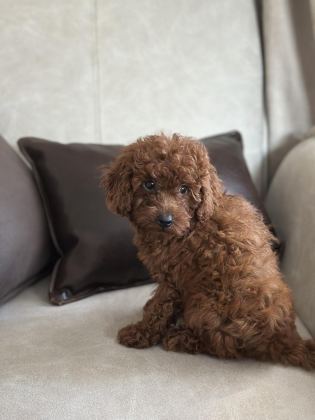 YÜZ YAPISI MUHTEŞEM RED TOY POODLE YAVRULAR