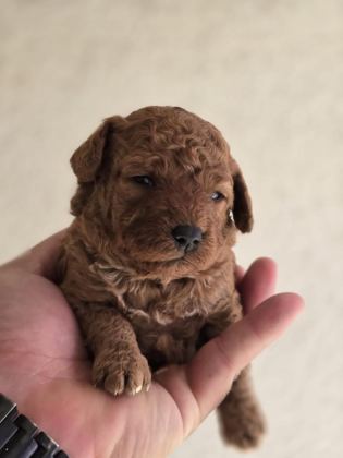 TOY POODLE BEBEKLER VETERİNER KONTROLLÜ