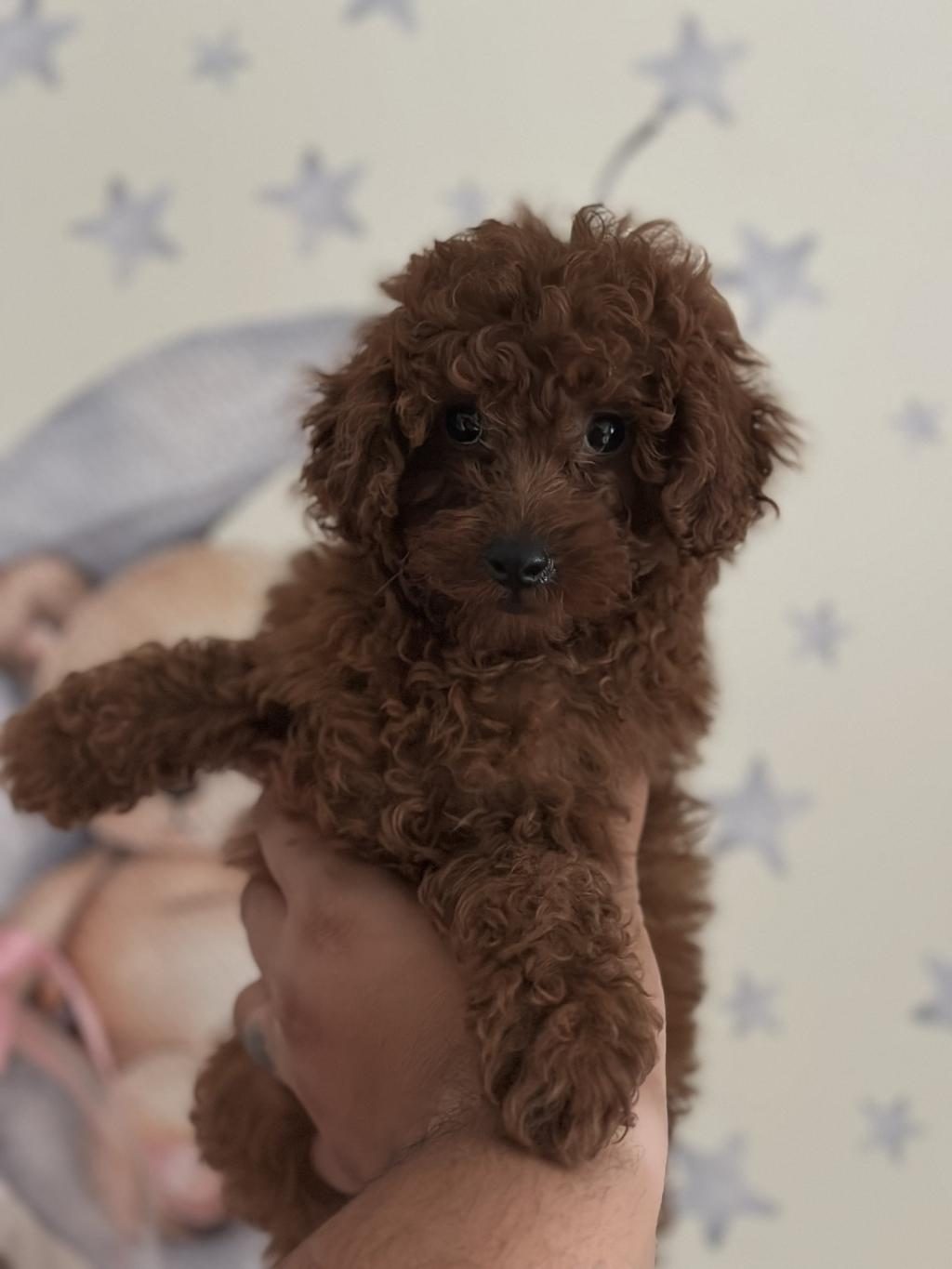 YÜZ YAPISI MUHTEŞEM RED TOY POODLE YAVRULAR