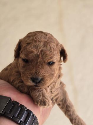 TOY POODLE BEBEKLER VETERİNER KONTROLLÜ
