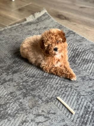 SAĞLIK VE IRK GARANTİLİ TOY POODLE YAVRULAR