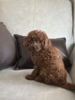 YÜZ YAPISI MUHTEŞEM RED TOY POODLE YAVRULAR