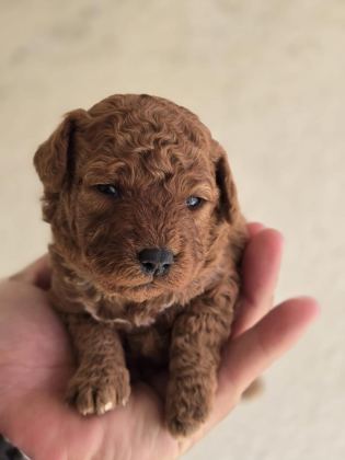 TOY POODLE BEBEKLER VETERİNER KONTROLLÜ