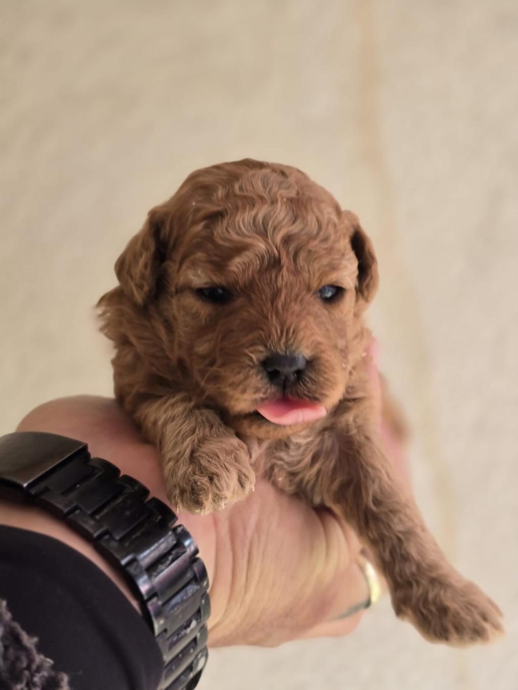TOY POODLE BEBEKLER VETERİNER KONTROLLÜ