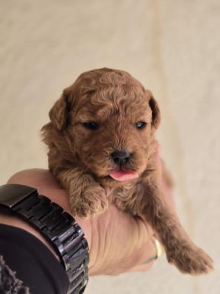 TOY POODLE BEBEKLER VETERİNER KONTROLLÜ