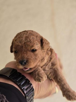 TOY POODLE BEBEKLER VETERİNER KONTROLLÜ