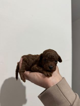 KORE POODLE