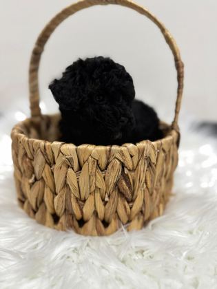 SİYAH TOY POODLE YAVRULARIMIZ
