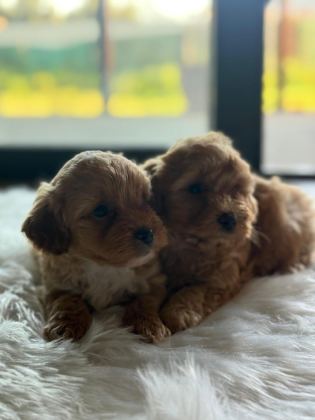 MALTİPOO YAVRU