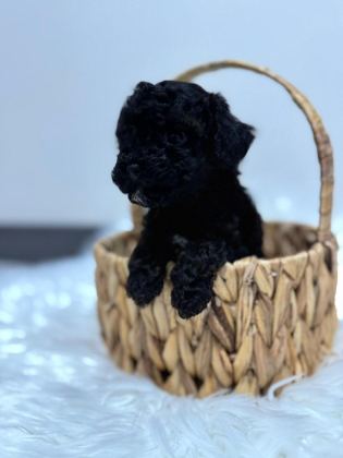 SİYAH TOY POODLE YAVRULARIMIZ