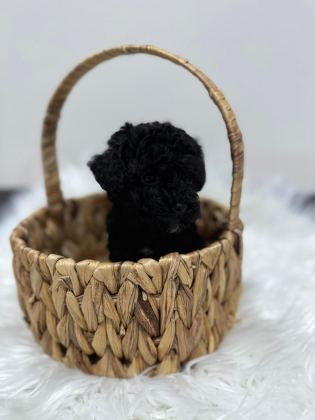 SİYAH TOY POODLE YAVRULARIMIZ