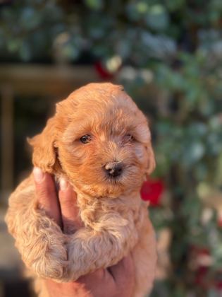 MALTİPOO YAVRU