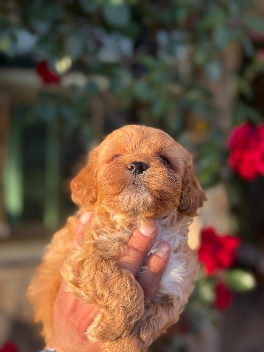 MALTİPOO YAVRU